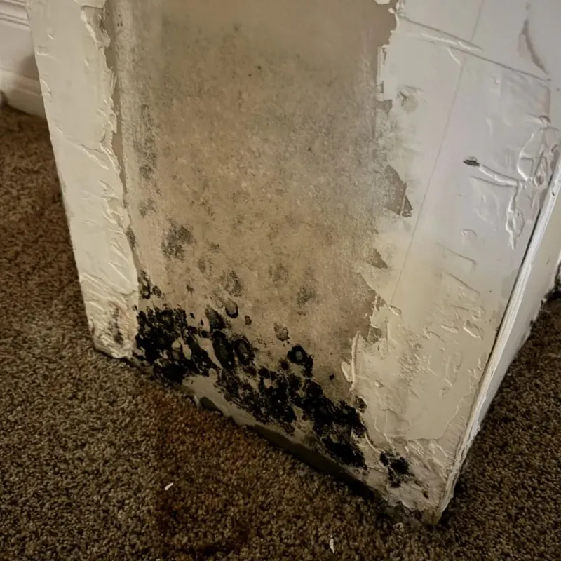 Professional Mold Removal in Greenbrier County, WV